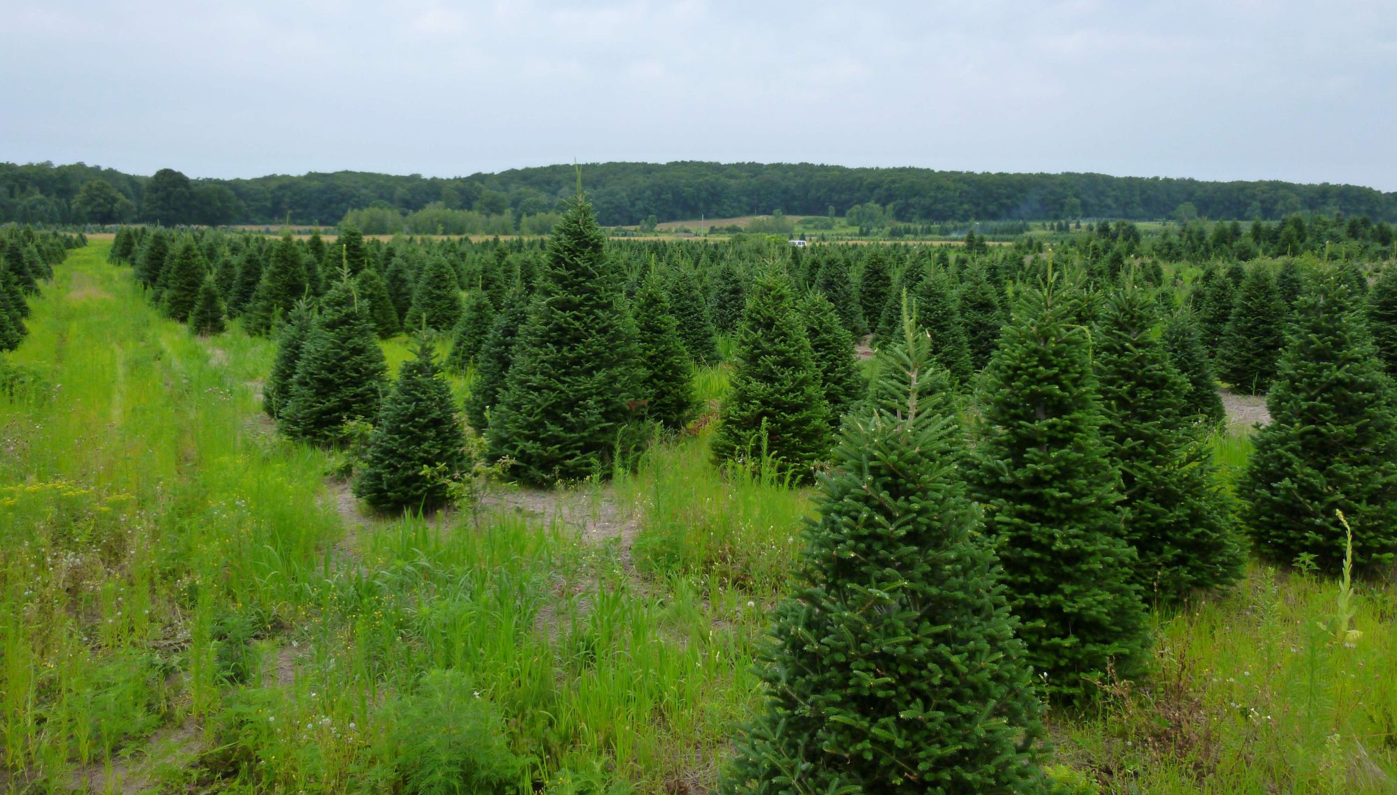 JSFarms Christmas Trees / Nursery Trees